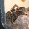 vivarium 005.jpg